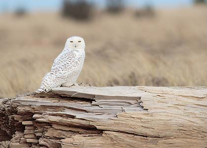 Snowy Owl (Bubo scandiacus) photo image