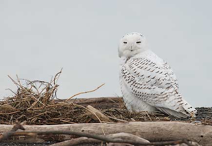 Snowy Owl (Bubo scandiacus) photo image