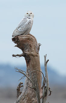 Snowy Owl (Bubo scandiacus) photo image