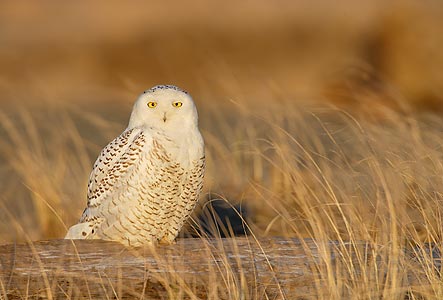 Snowy Owl (Bubo scandiacus) photo image