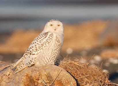 Snowy Owl (Bubo scandiacus) photo image