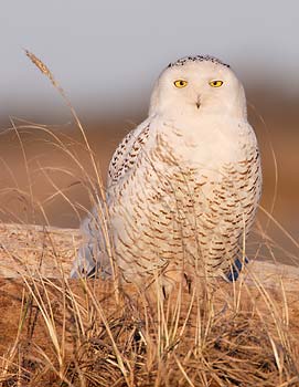 Snowy Owl (Bubo scandiacus) photo image