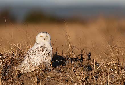 Snowy Owl (Bubo scandiacus) photo image