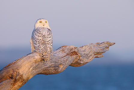 Snowy Owl (Bubo scandiacus) photo image