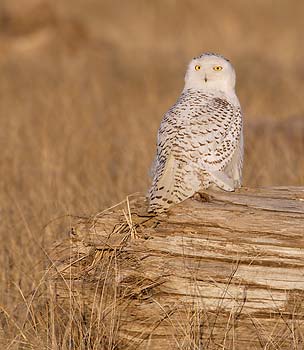 Snowy Owl (Bubo scandiacus) photo image