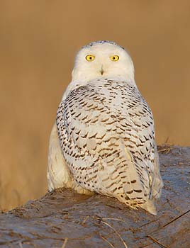 Snowy Owl (Bubo scandiacus) photo image