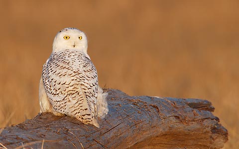 Snowy Owl (Bubo scandiacus) photo image