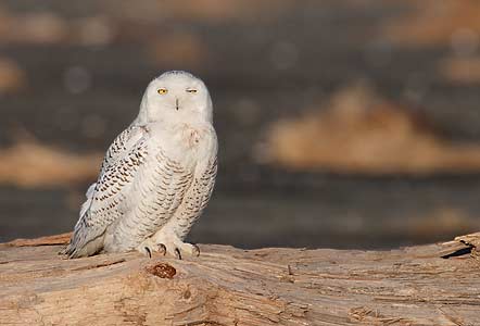 Snowy Owl (Bubo scandiacus) photo image