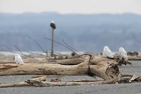 Snowy Owl (Bubo scandiacus) photo image