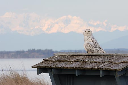 Snowy Owl (Bubo scandiacus) photo image