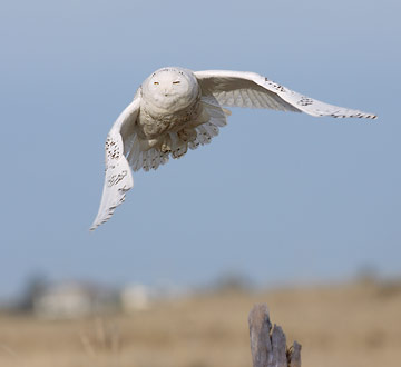 Snowy Owl (Bubo scandiacus) photo image
