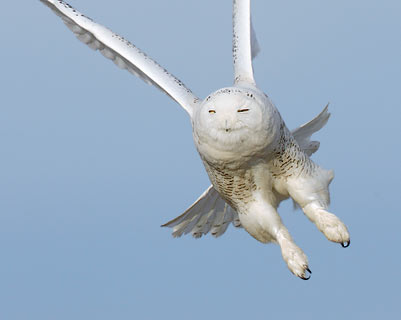 Snowy Owl (Bubo scandiacus) photo image