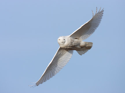 Snowy Owl (Bubo scandiacus) photo image