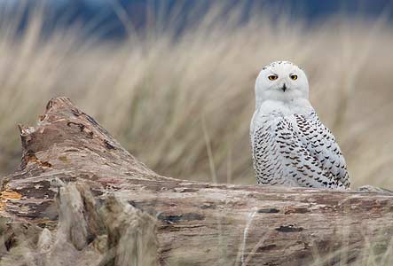 Snowy Owl (Bubo scandiacus) photo image