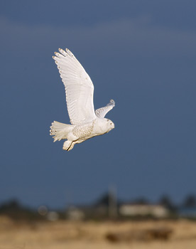 Snowy Owl (Bubo scandiacus) photo image