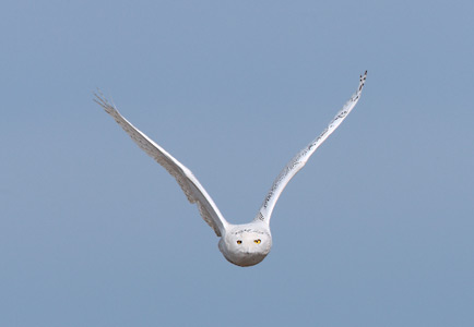 Snowy Owl (Bubo scandiacus) photo image
