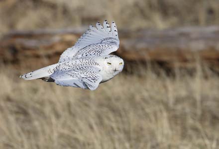 Snowy Owl (Bubo scandiacus) photo image