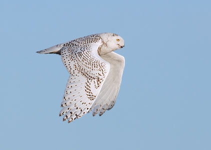 Snowy Owl (Bubo scandiacus) photo image