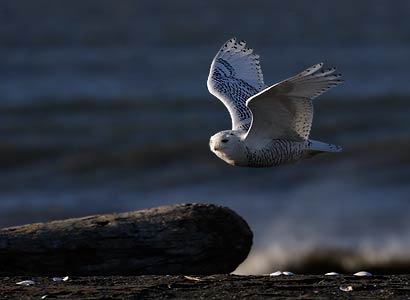 Snowy Owl (Bubo scandiacus) photo image
