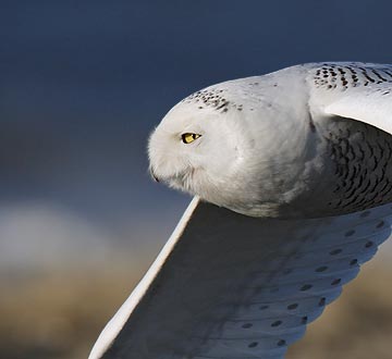 Snowy Owl (Bubo scandiacus) photo image