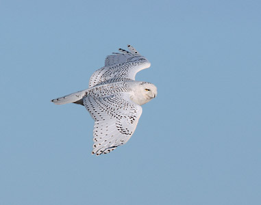Snowy Owl (Bubo scandiacus) photo image