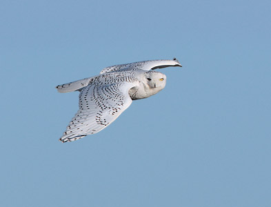 Snowy Owl (Bubo scandiacus) photo image