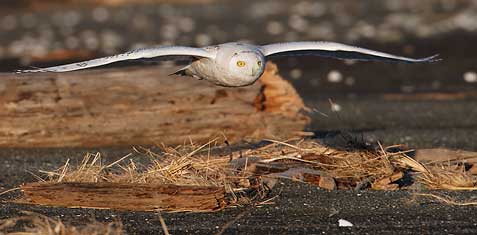 Snowy Owl (Bubo scandiacus) photo image