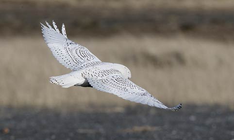 Snowy Owl (Bubo scandiacus) photo image