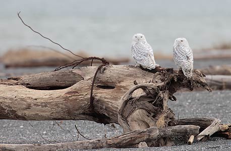 Snowy Owl (Bubo scandiacus) photo image