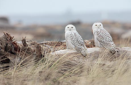 Snowy Owl (Bubo scandiacus) photo image