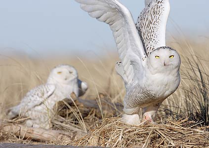 Snowy Owl (Bubo scandiacus) photo image