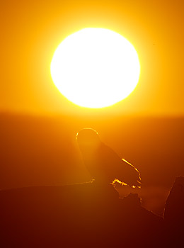 Snowy Owl (Bubo scandiacus) photo image