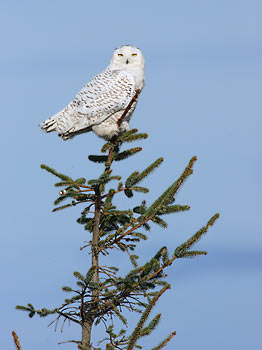 Snowy Owl (Bubo scandiacus) photo image