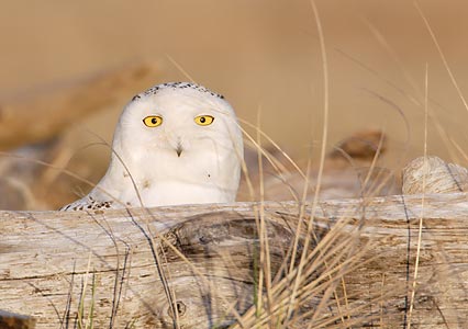 Snowy Owl (Bubo scandiacus) photo image