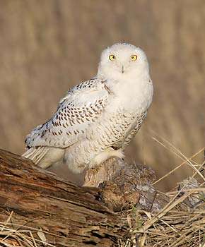 Snowy Owl (Nyctea scandiaca) photo