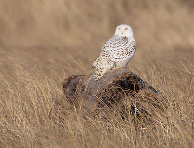 Snowy Owl (Bubo scandiacus) photo image