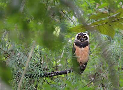 Spectacled Owl (Pulsatrix perspicillata) photo image