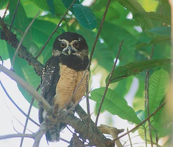 Spectacled Owl (Pulsatrix perspicillata) photo image