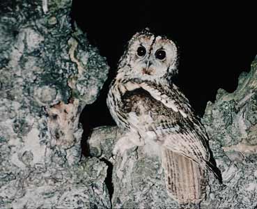 Tawny Owl (Strix aluco) photo image