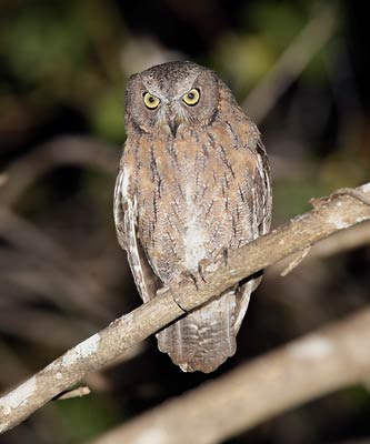 Torotoroka Scops Owl (Otus madagascariensis) photo image