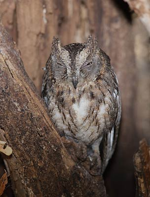 Torotoroka Scops Owl (Otus madagascariensis) photo image