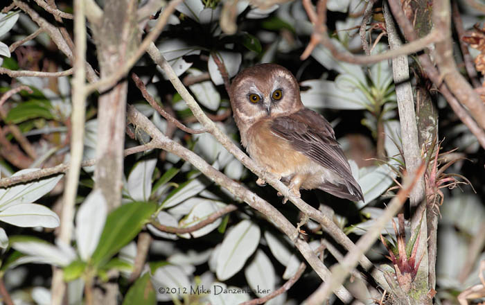 Unspotted Saw-whet Owl (Aegolius ridgwayi) photo