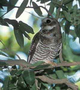 White-browed Hawk-Owl (Ninox superciliaris) photo image