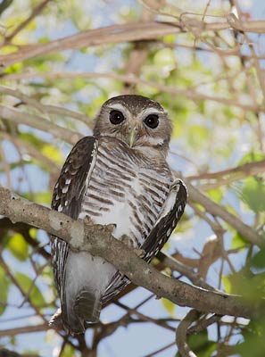 White-browed Hawk-Owl (Ninox superciliaris) photo