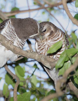 White-browed Hawk-Owl (Ninox superciliaris) photo image