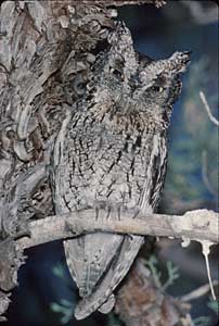 Whiskered Screech Owl (Megascops trichopsis) photo image