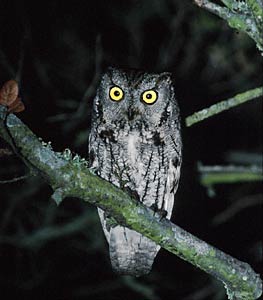 Western Screech Owl (Megascops kennicottii) photo image