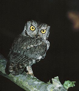 Western Screech Owl (Megascops kennicottii) photo image