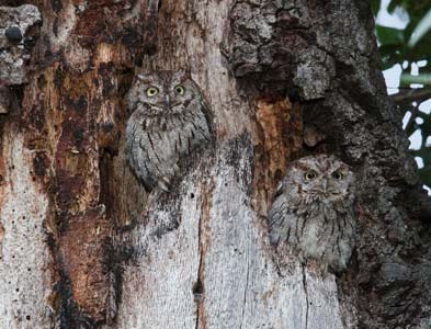 Western Screech Owl (Megascops kennicottii) photo image