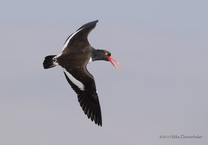 American Oystercatcher (Haematopus palliatus) photo
